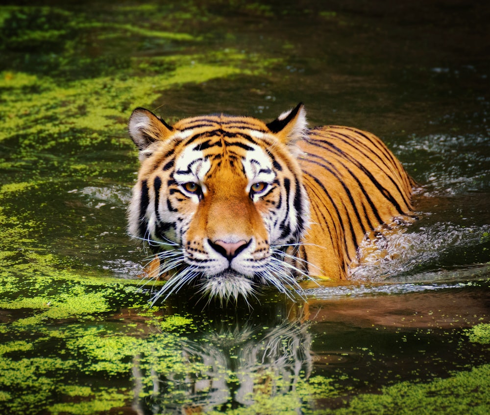 tiger in water during daytime