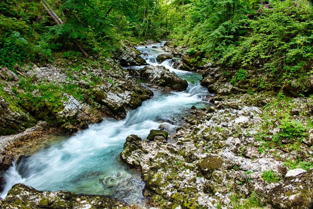 river in the middle of green trees during daytime