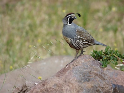 black and white bird on brown rock during daytime