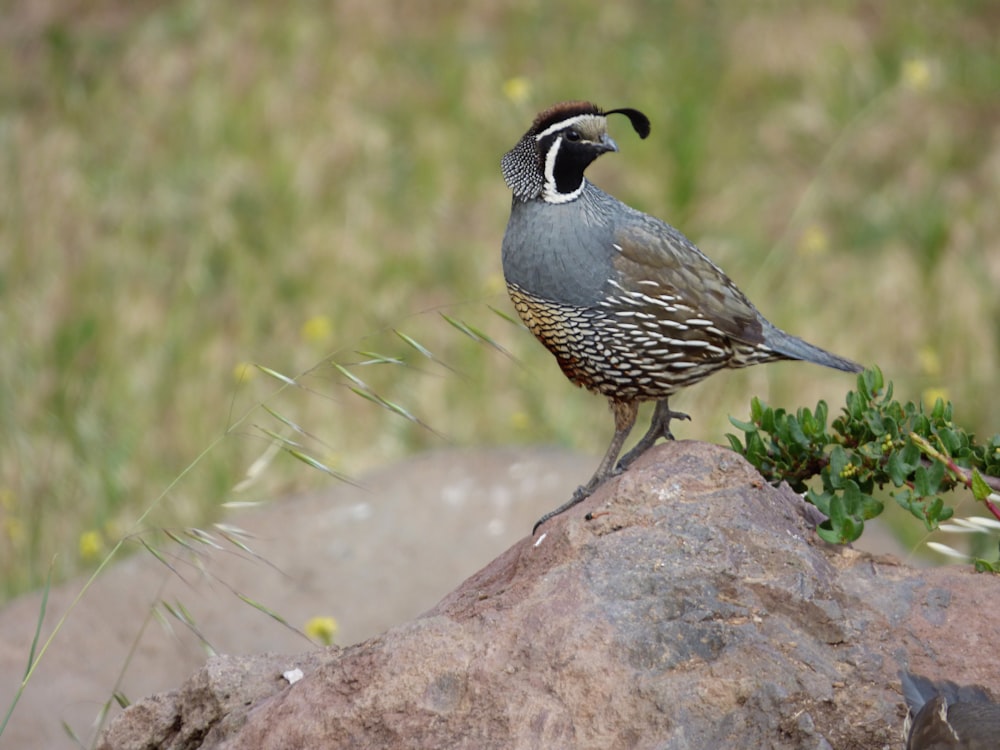 black and white bird on brown rock during daytime