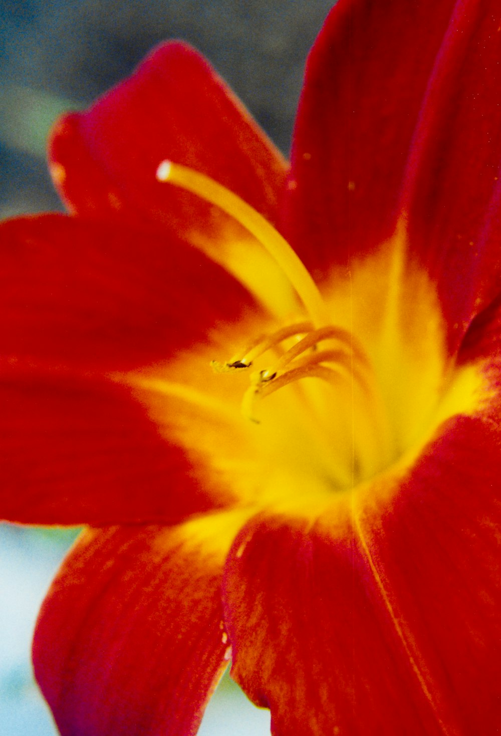 red and yellow flower in close up photography