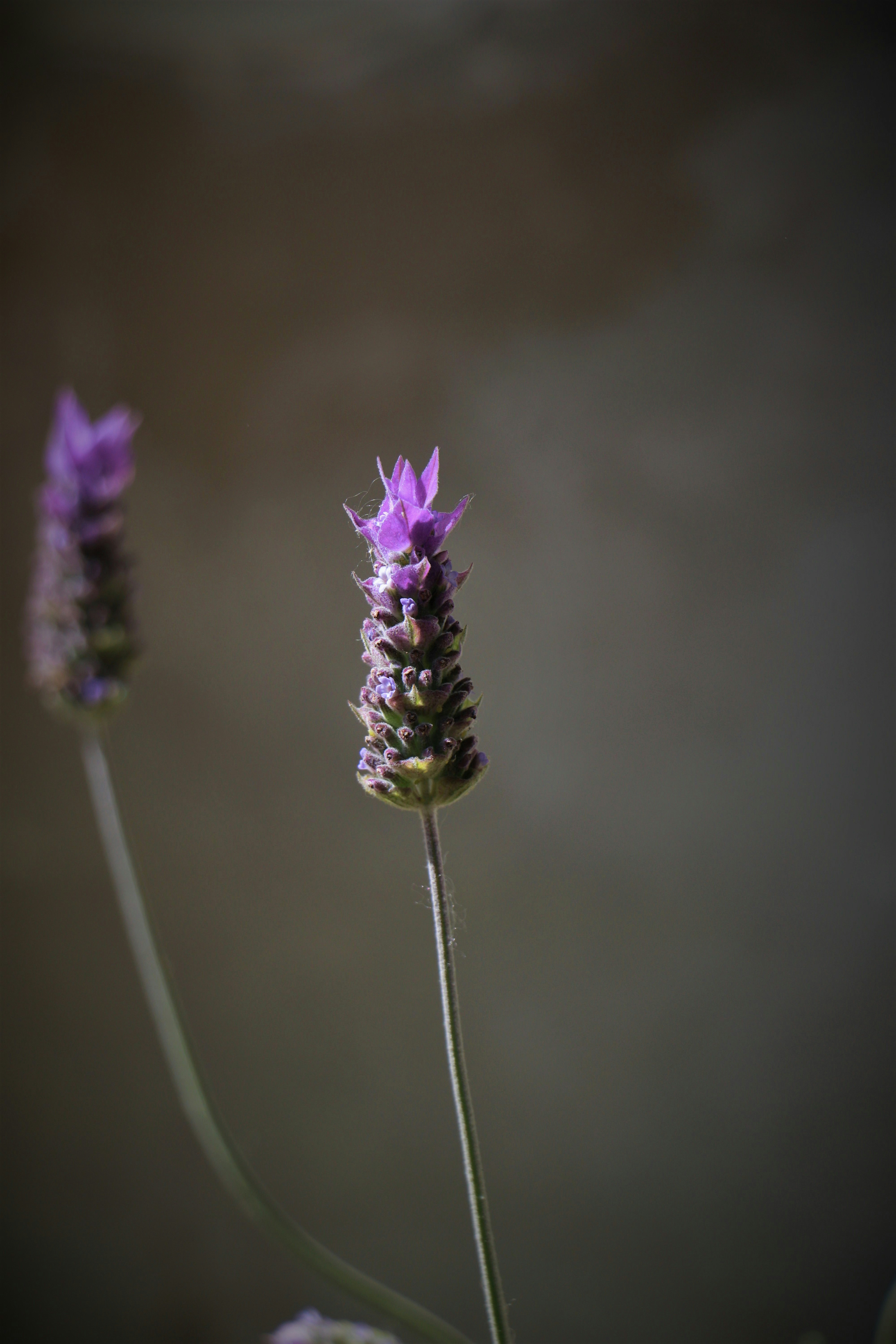 Photo by luizabraun