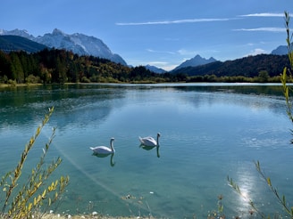 white swan on water during daytime
