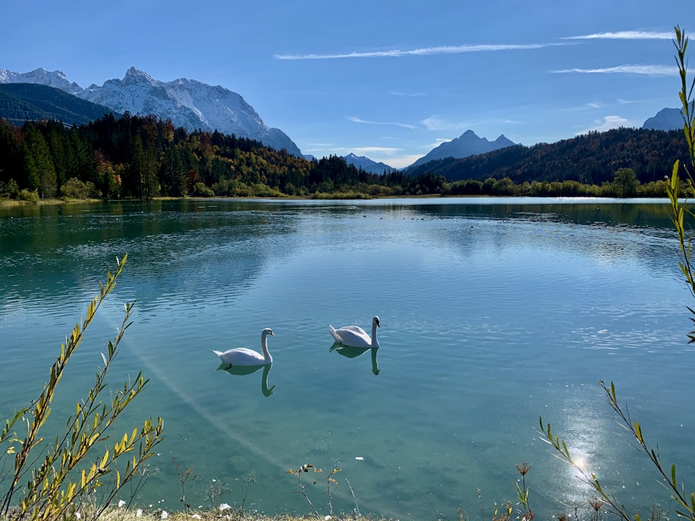 cisne branco na água durante o dia