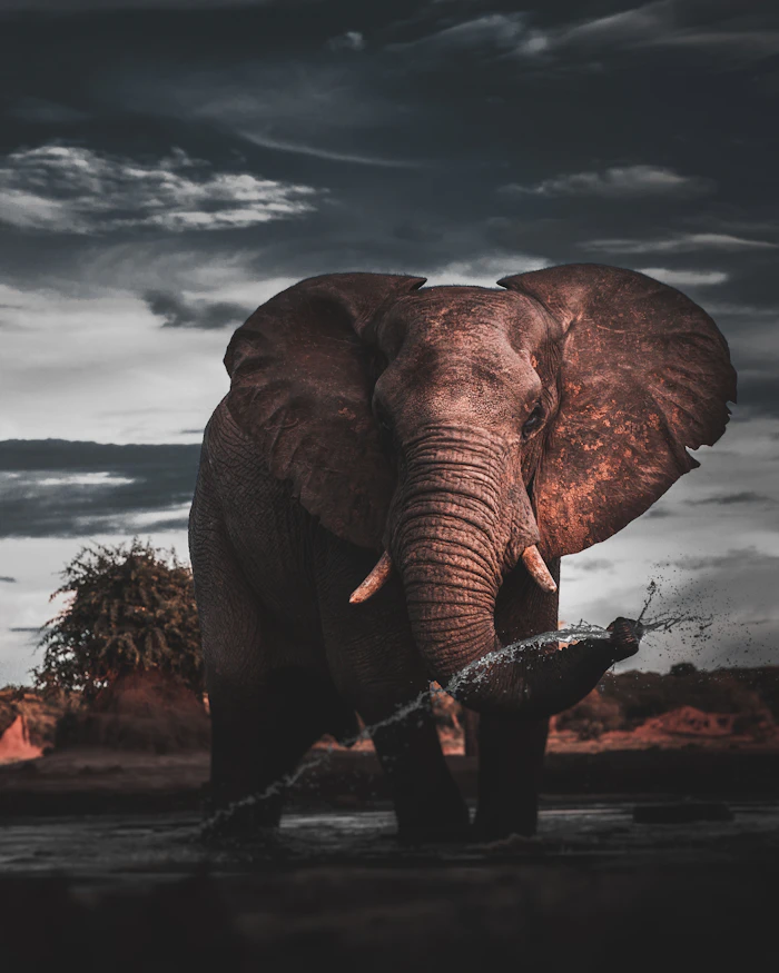 Elephant