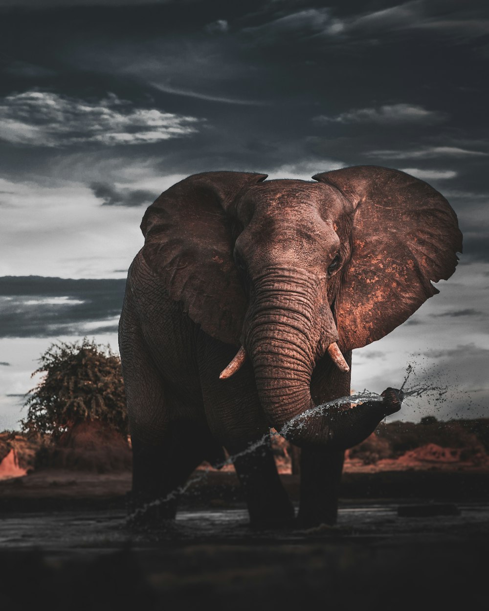 Elefante marrón de pie en el campo marrón durante el día