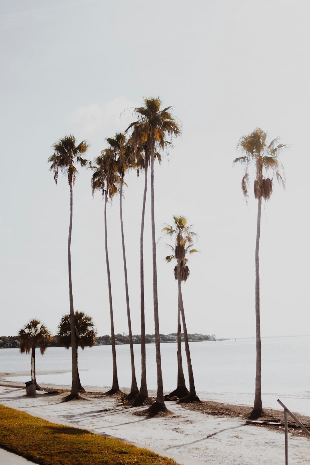 palm trees on beach during daytime