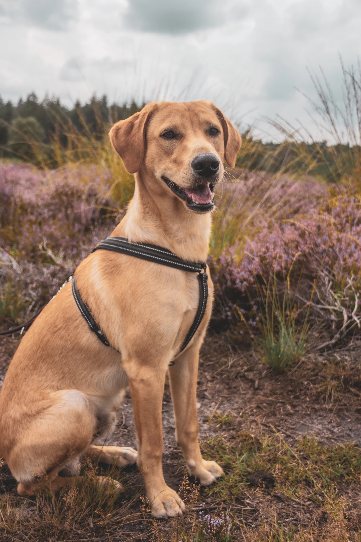 A calm Labrador retriever sitting steady in a fitted harness outdoors, ready and well-mannered before a trip