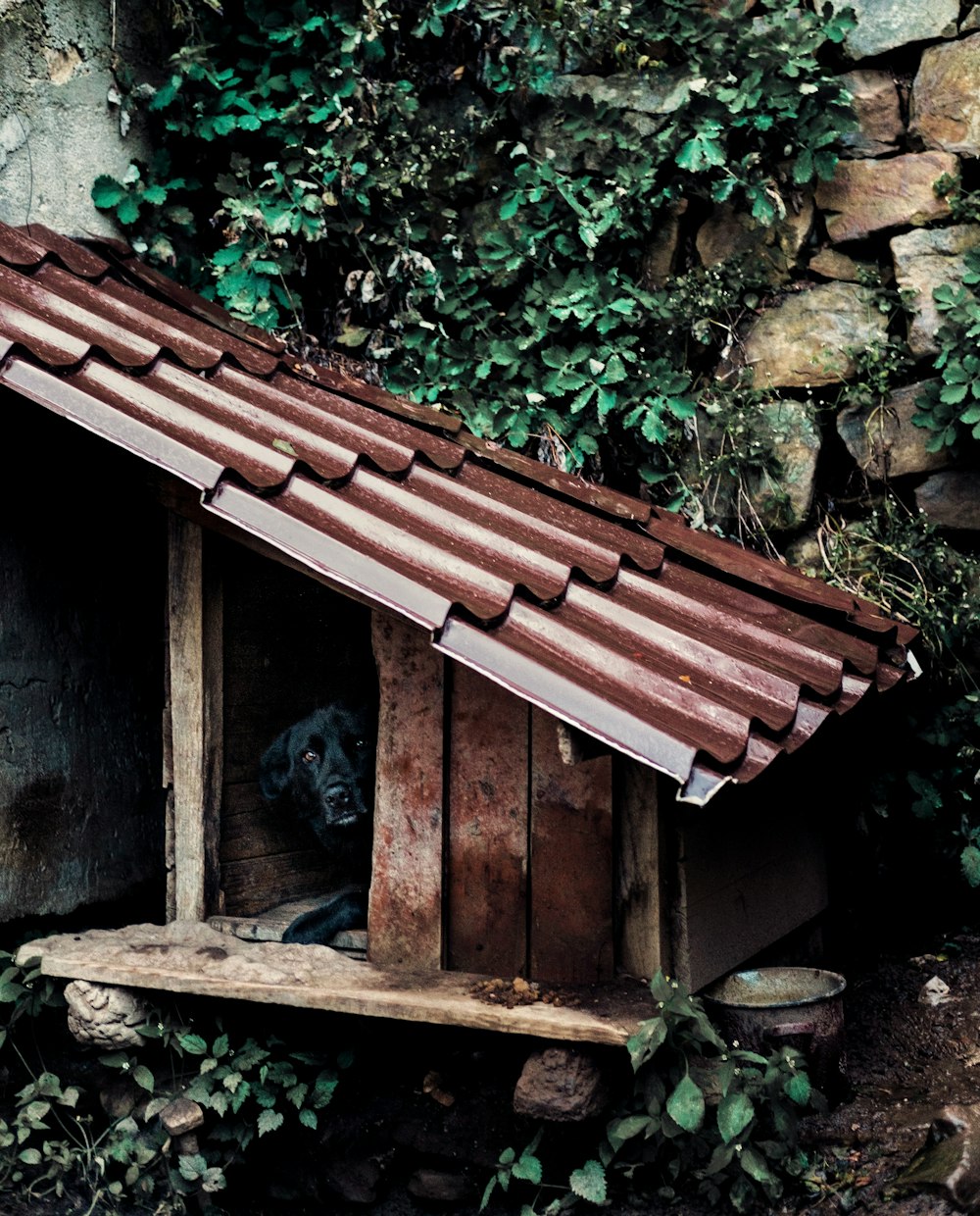 black cat on brown wooden roof