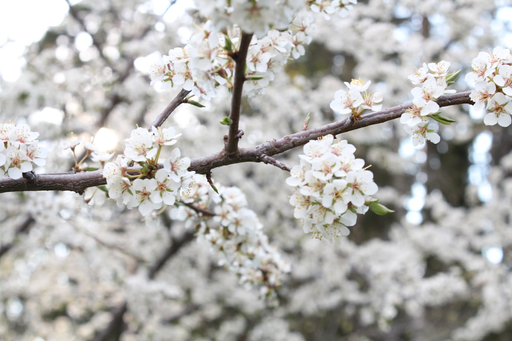 white cherry blossom in close up photography