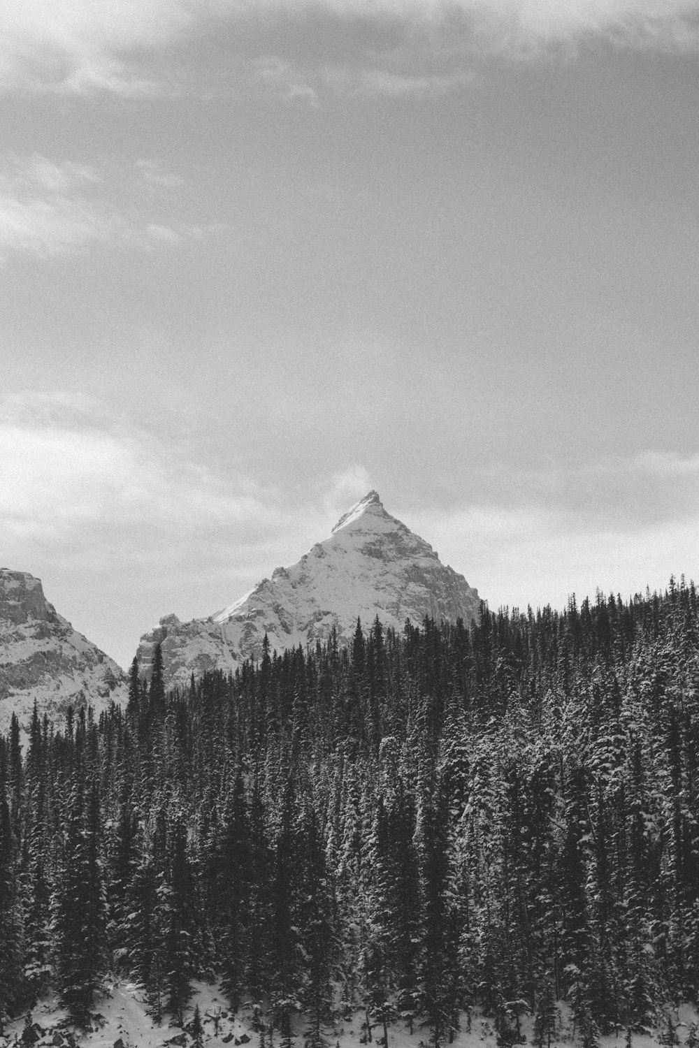 grayscale photo of trees and mountain