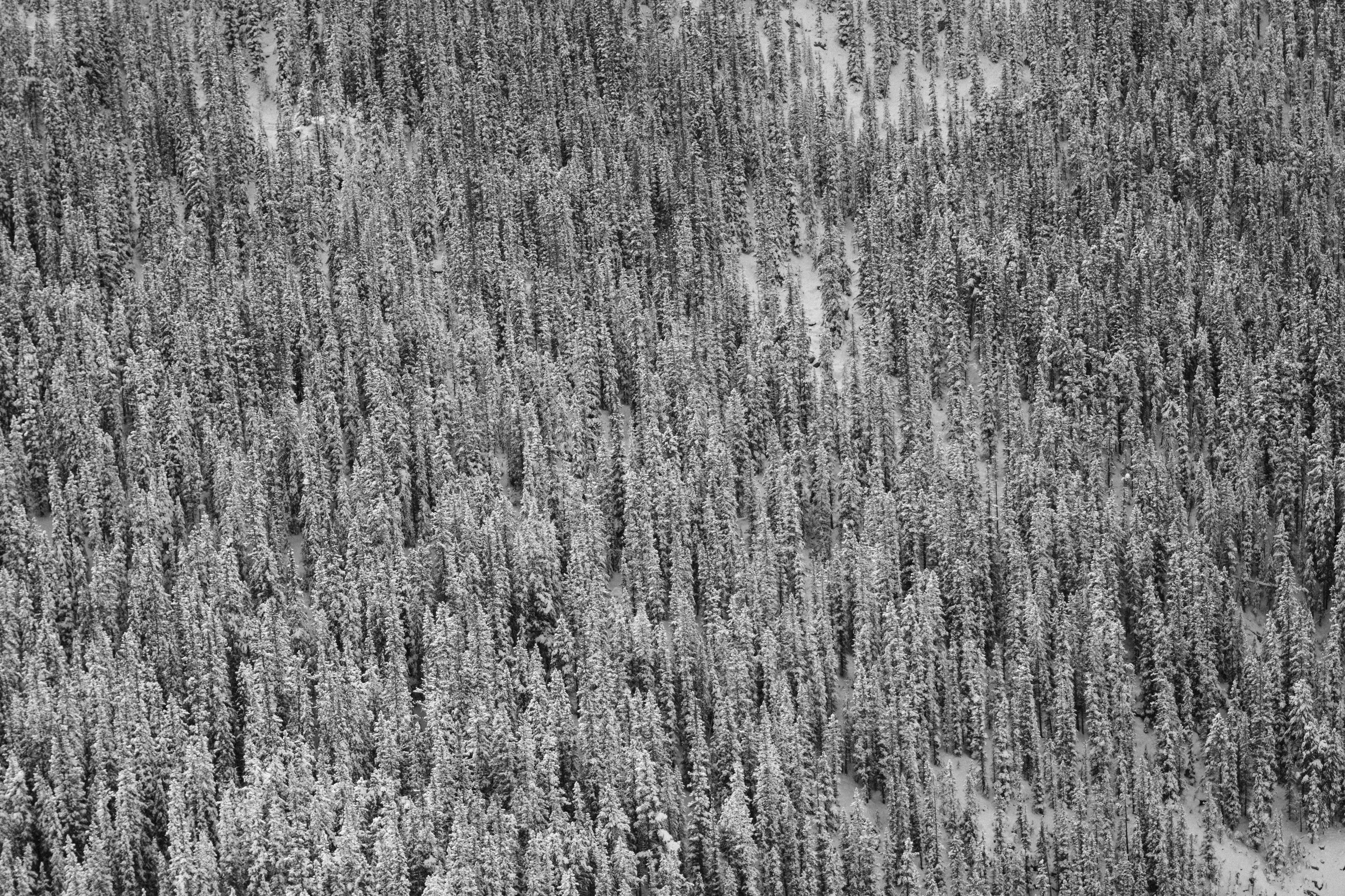 Photo by milesloewen