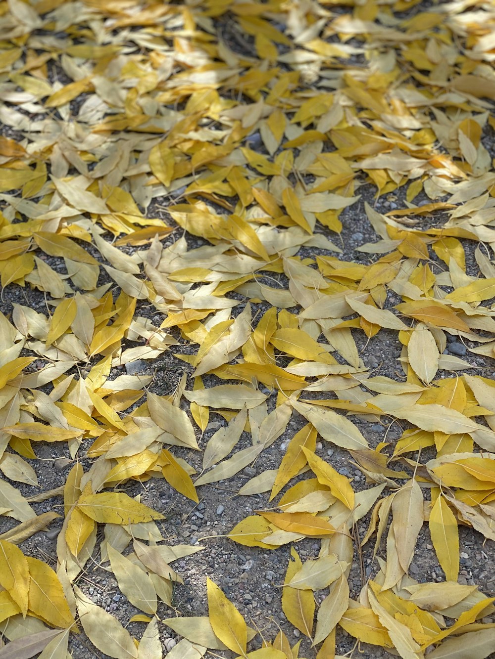 yellow leaves on brown soil