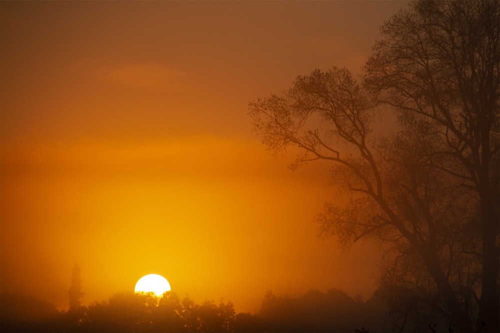 Silueta de árbol durante la puesta de sol