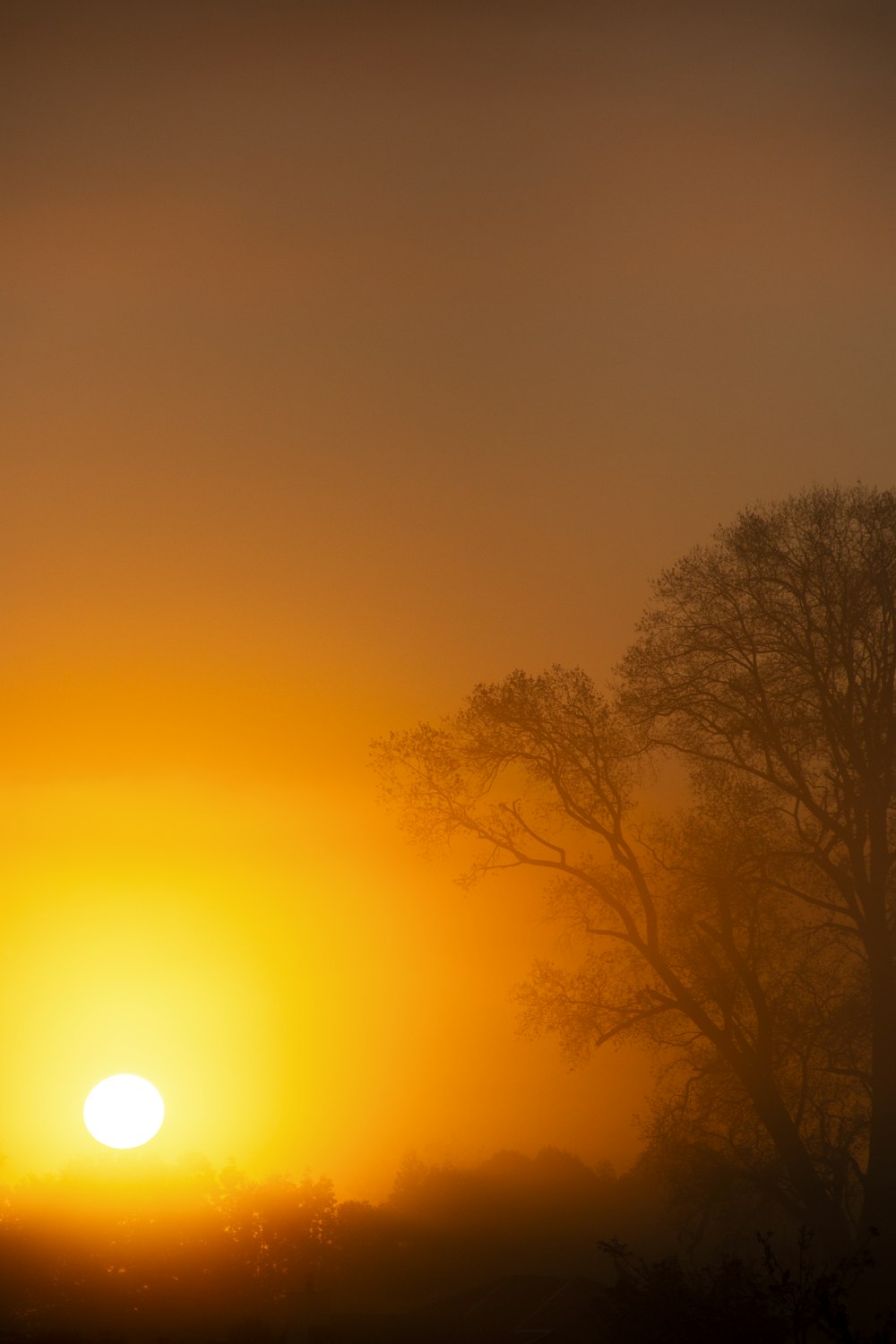 green trees during orange sunset