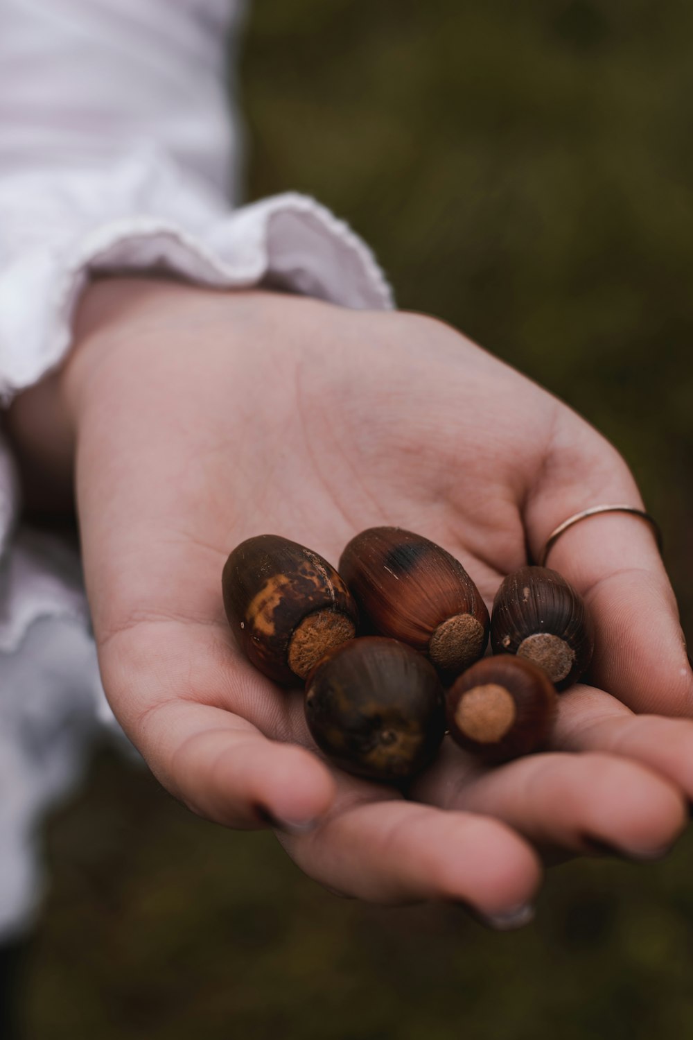 brown and white sea shells on persons hand