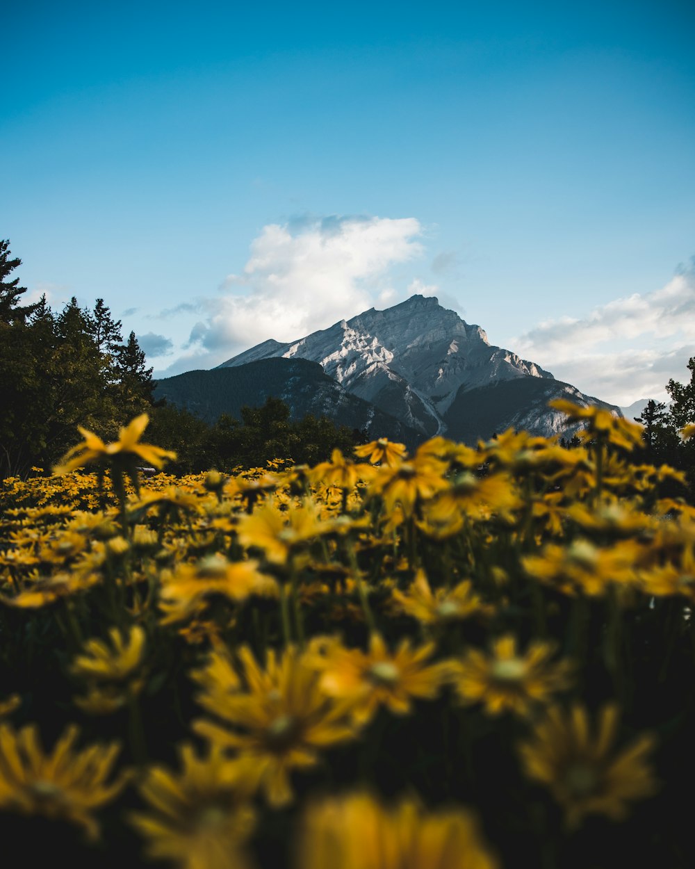 gelbes Blumenfeld in der Nähe des Berges unter blauem Himmel tagsüber