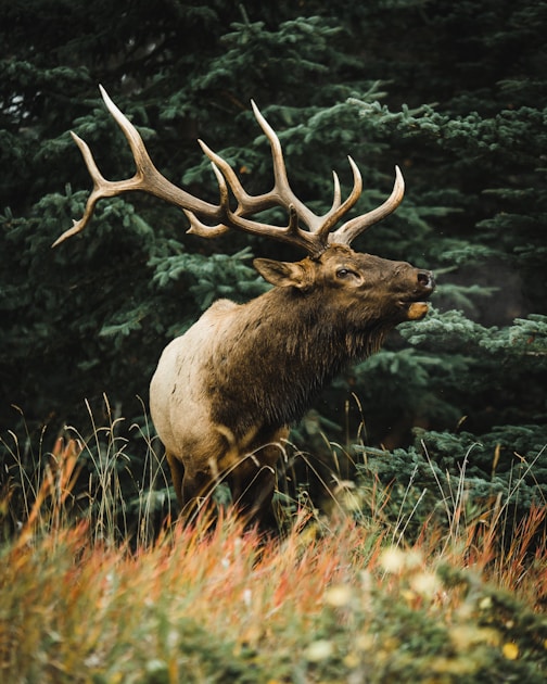 Mature bull elk in mixed conifer forest — habitat characteristic of Arizona Unit 1's White Mountains near Springerville