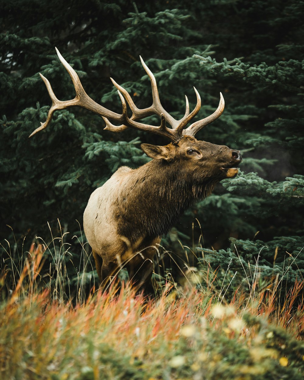 brown deer on green grass during daytime