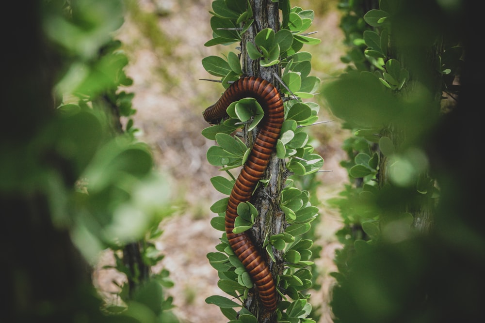 black and brown caterpillar on brown stem