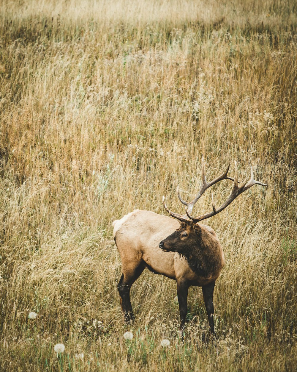 brown deer on brown grass field during daytime