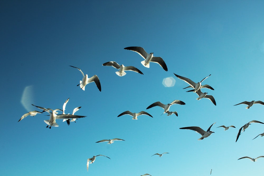 flock of birds flying under blue sky during daytime