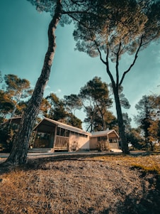 brown tree near white wooden house during daytime