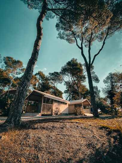 brown tree near white wooden house during daytime