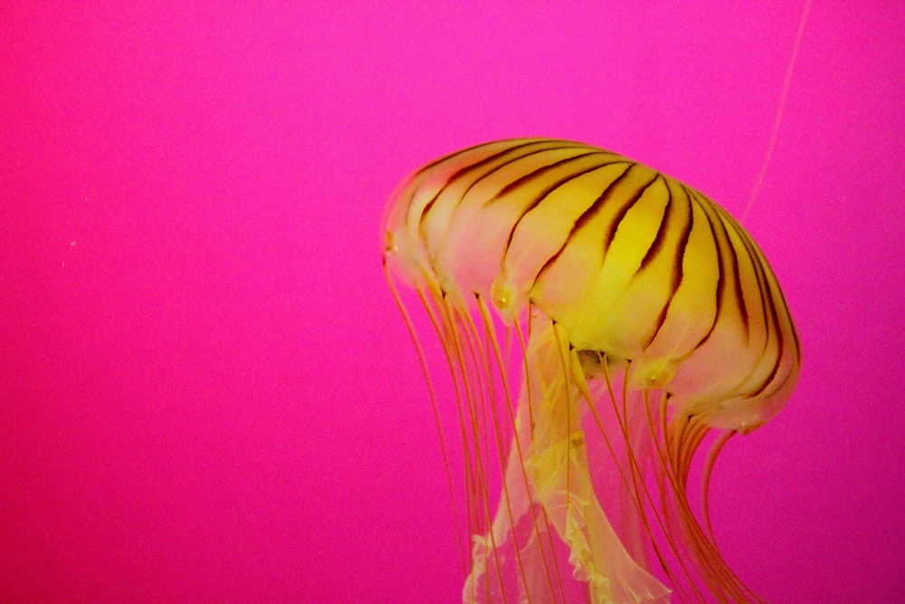 blue and white jellyfish in water