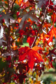 Close-up of fiery red maple leaves glowing in autumn sunlight.