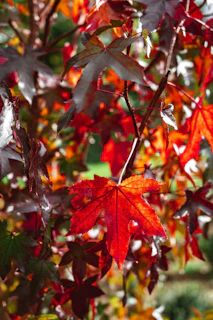 Close-up of fiery red maple leaves glowing in autumn sunlight.