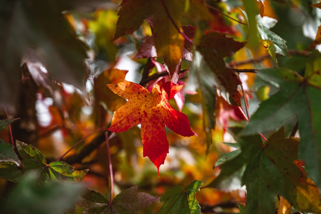 red maple leaf in tilt shift lens