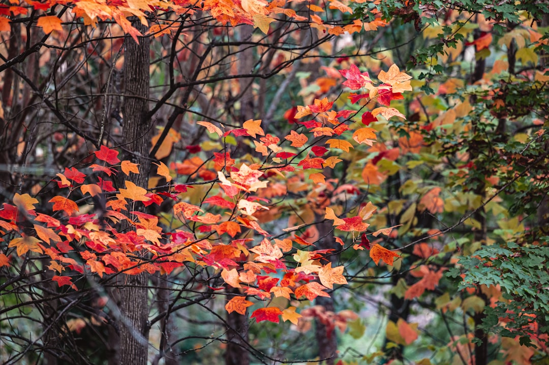 orange and green leaves tree