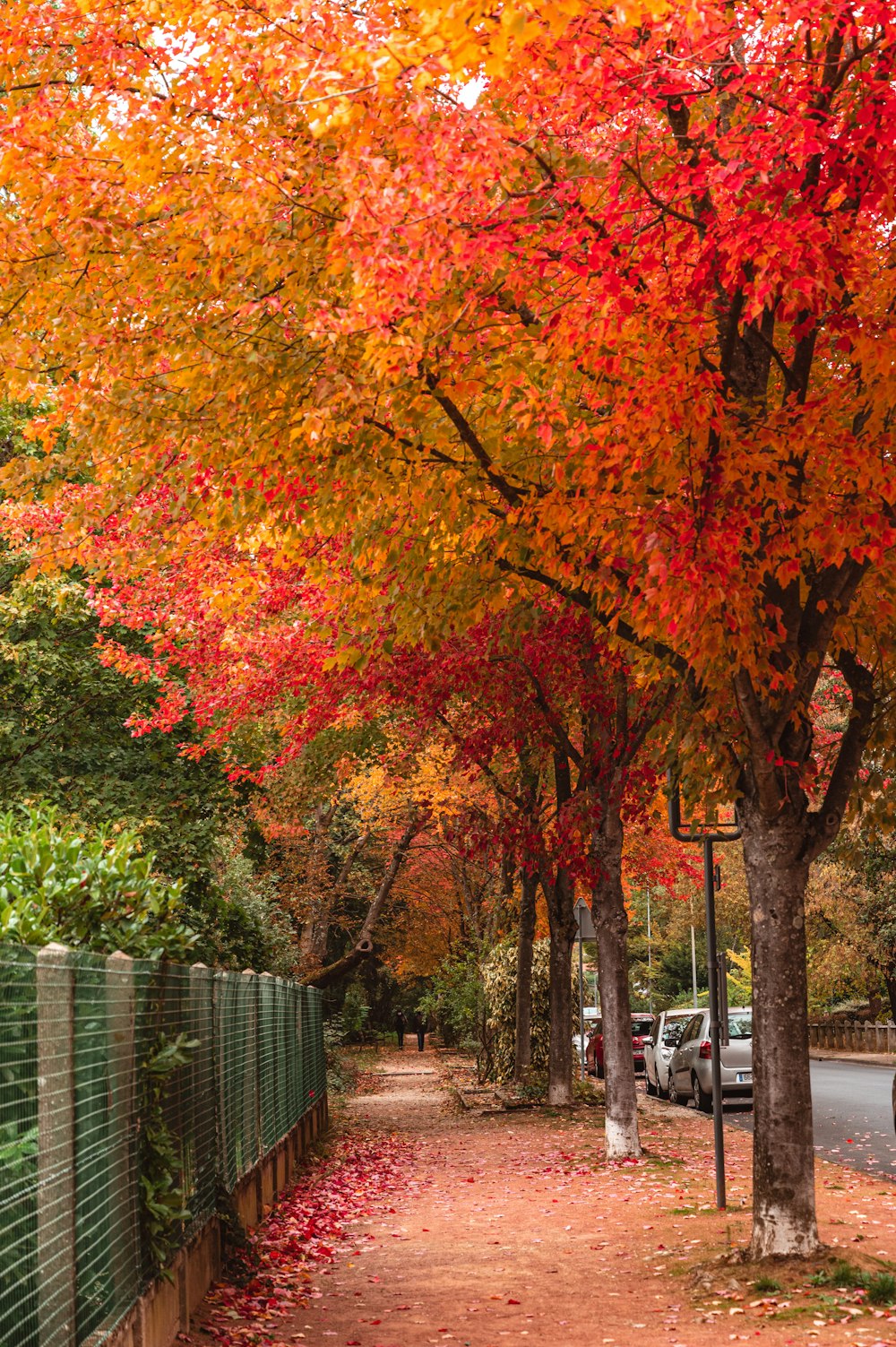 brown and yellow leaves trees