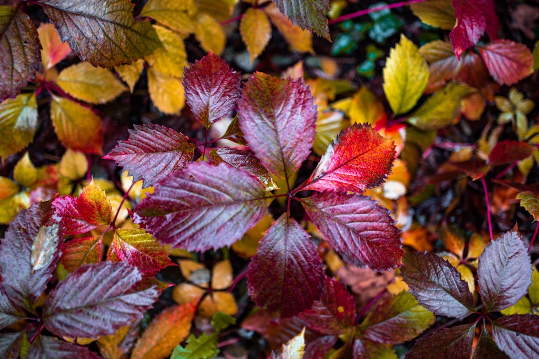 red and green leaves in close up photography