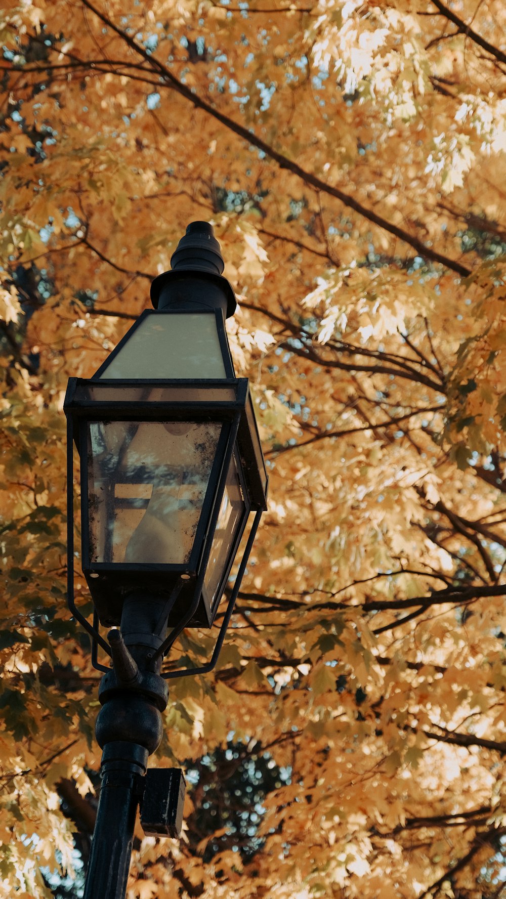 black lantern hanging on brown tree