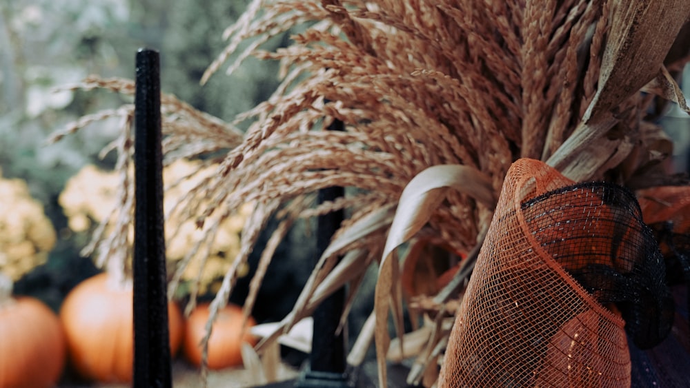 brown and white wheat plant