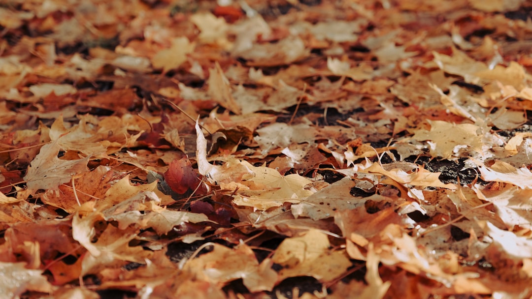 brown leaves on the ground