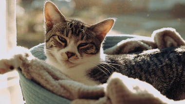 A cozy cat curled up on a soft blanket near a sunlit window.