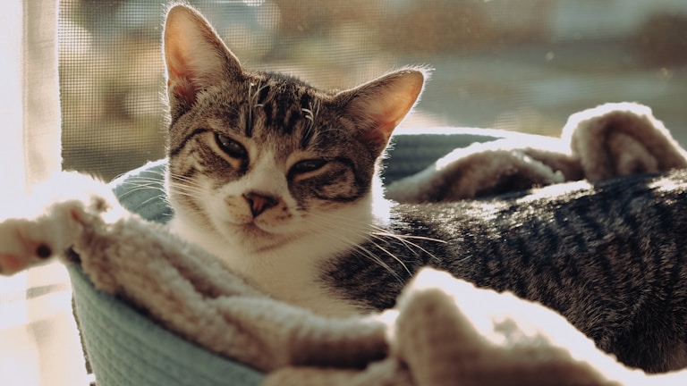 A calm cat resting comfortably in a cozy pet bed inside the clinic's recovery room.