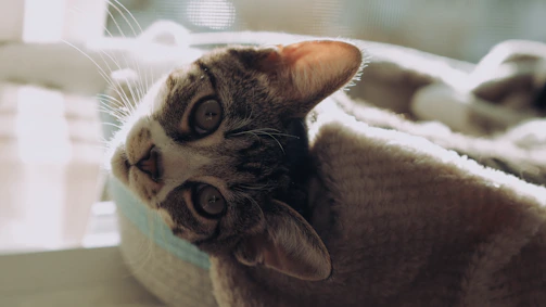 A gentle cat curled up peacefully in a cozy foster home, basking in afternoon light.