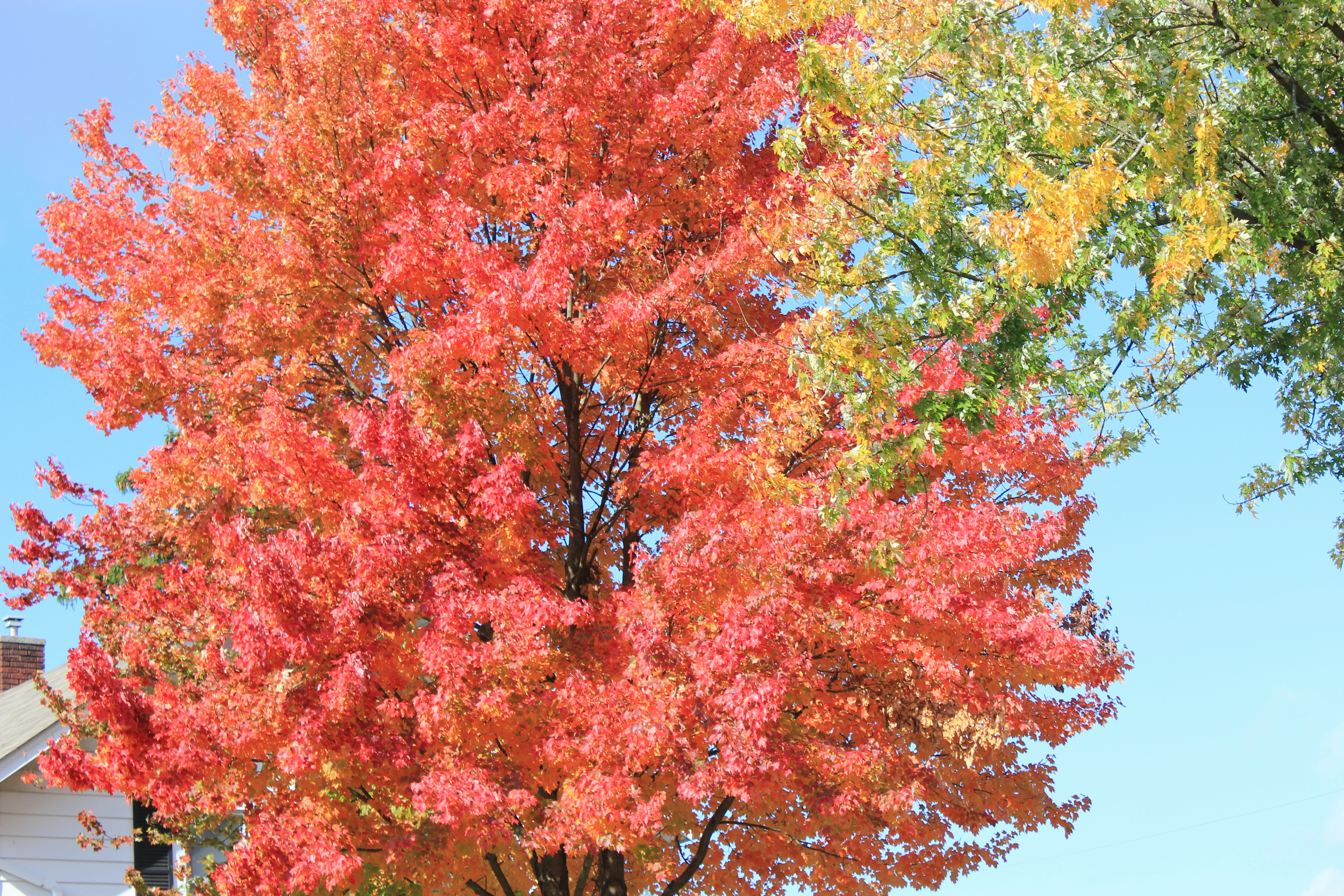 Photo by mrgreatheart