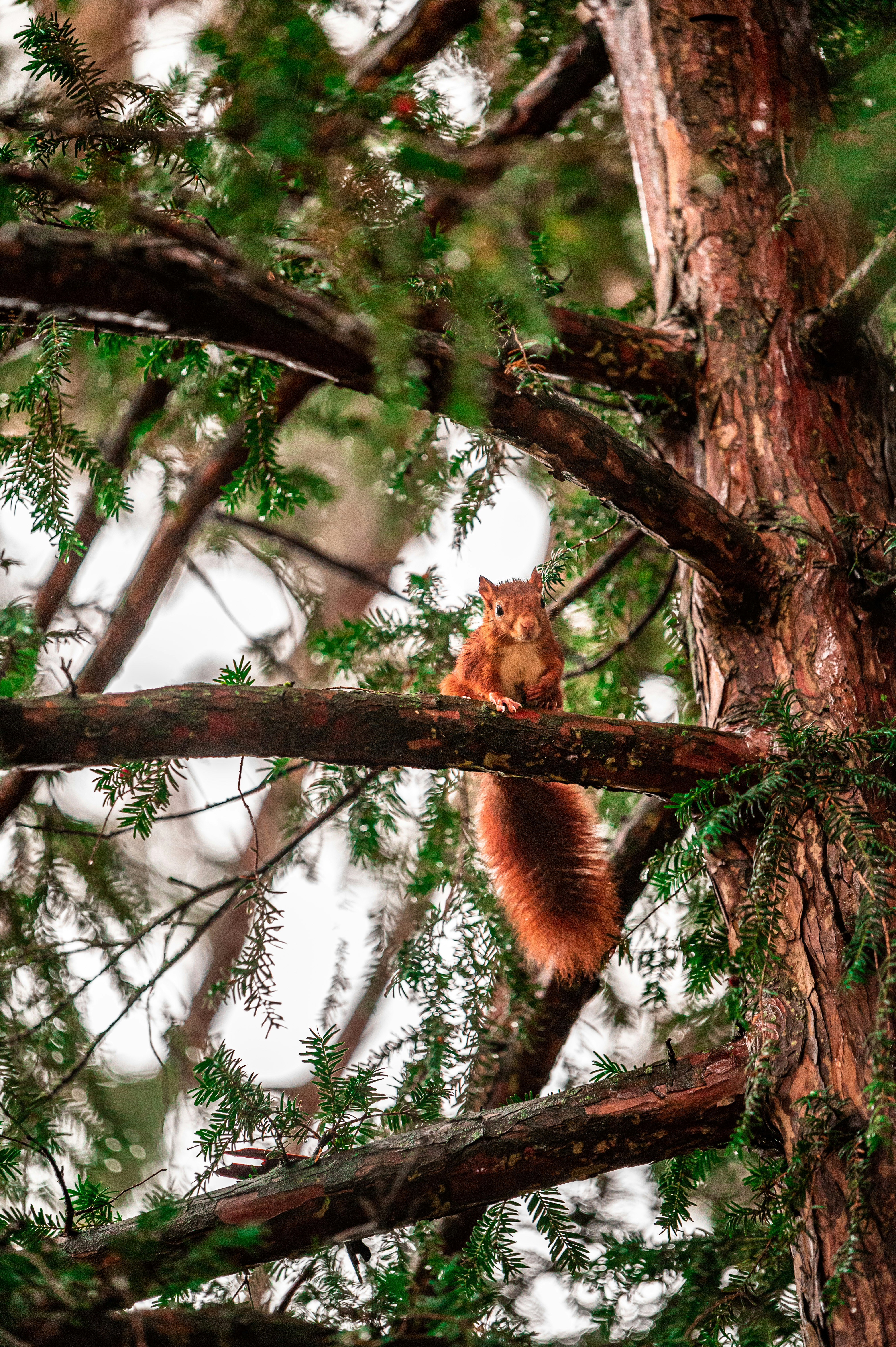brown fox on brown tree branch during daytime