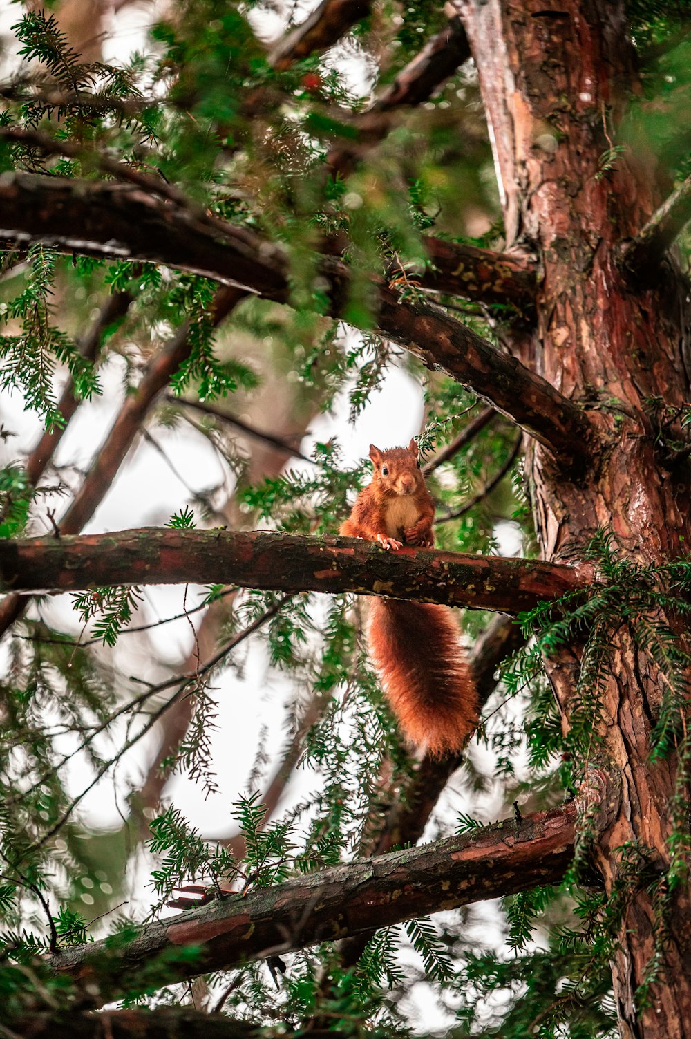 brown fox on brown tree branch during daytime