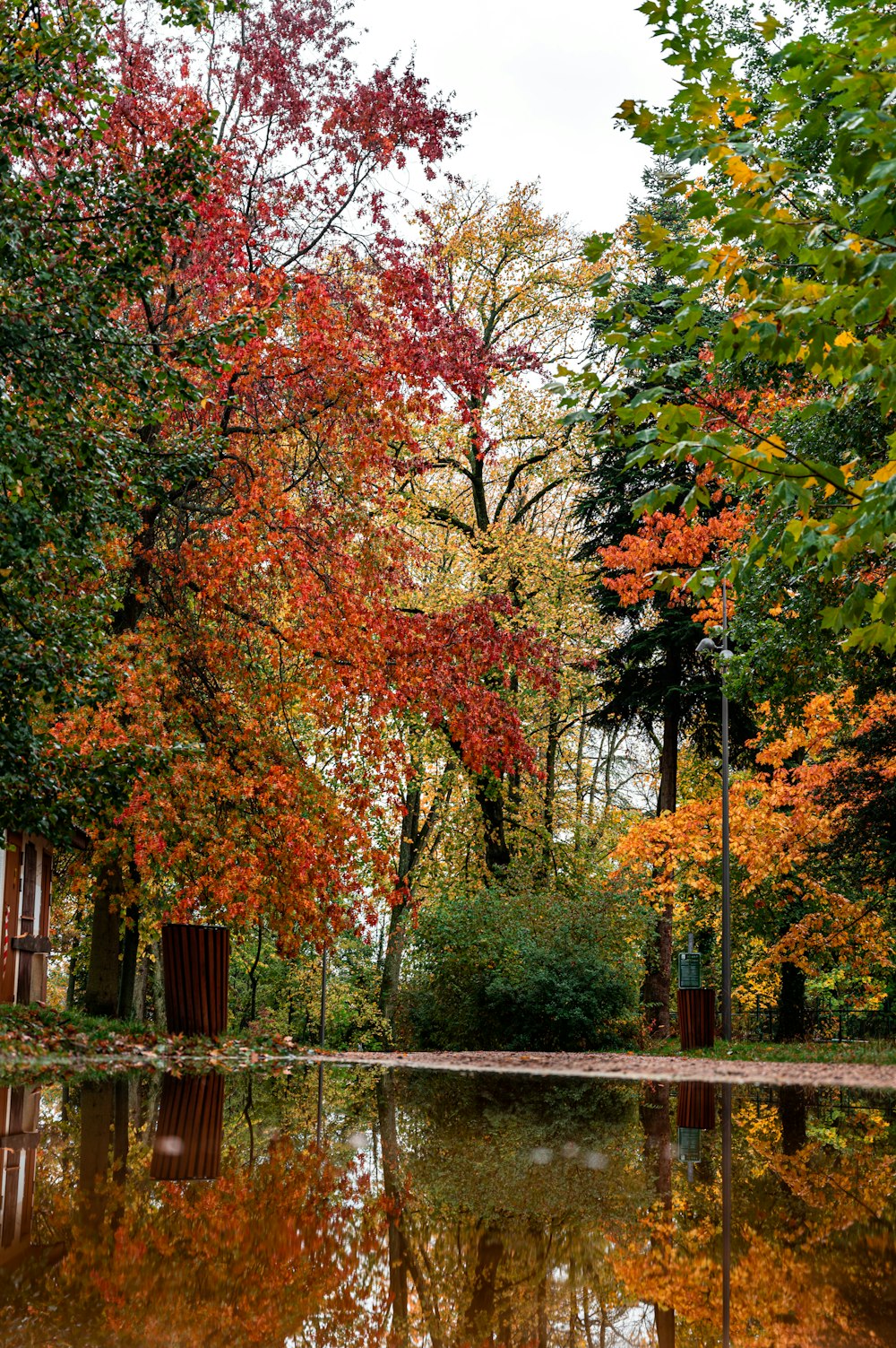 rote und gelbe Blattbäume