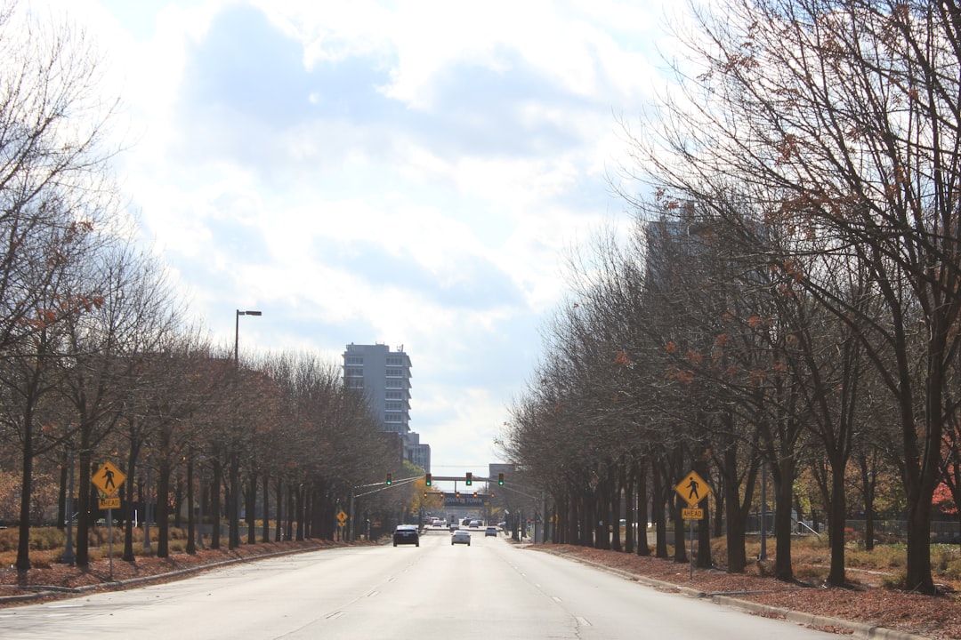 gray asphalt road between bare trees during daytime