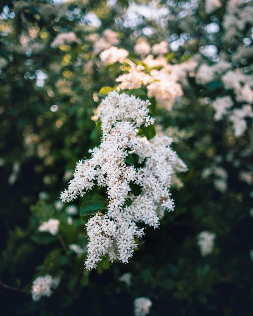 white flowers in tilt shift lens