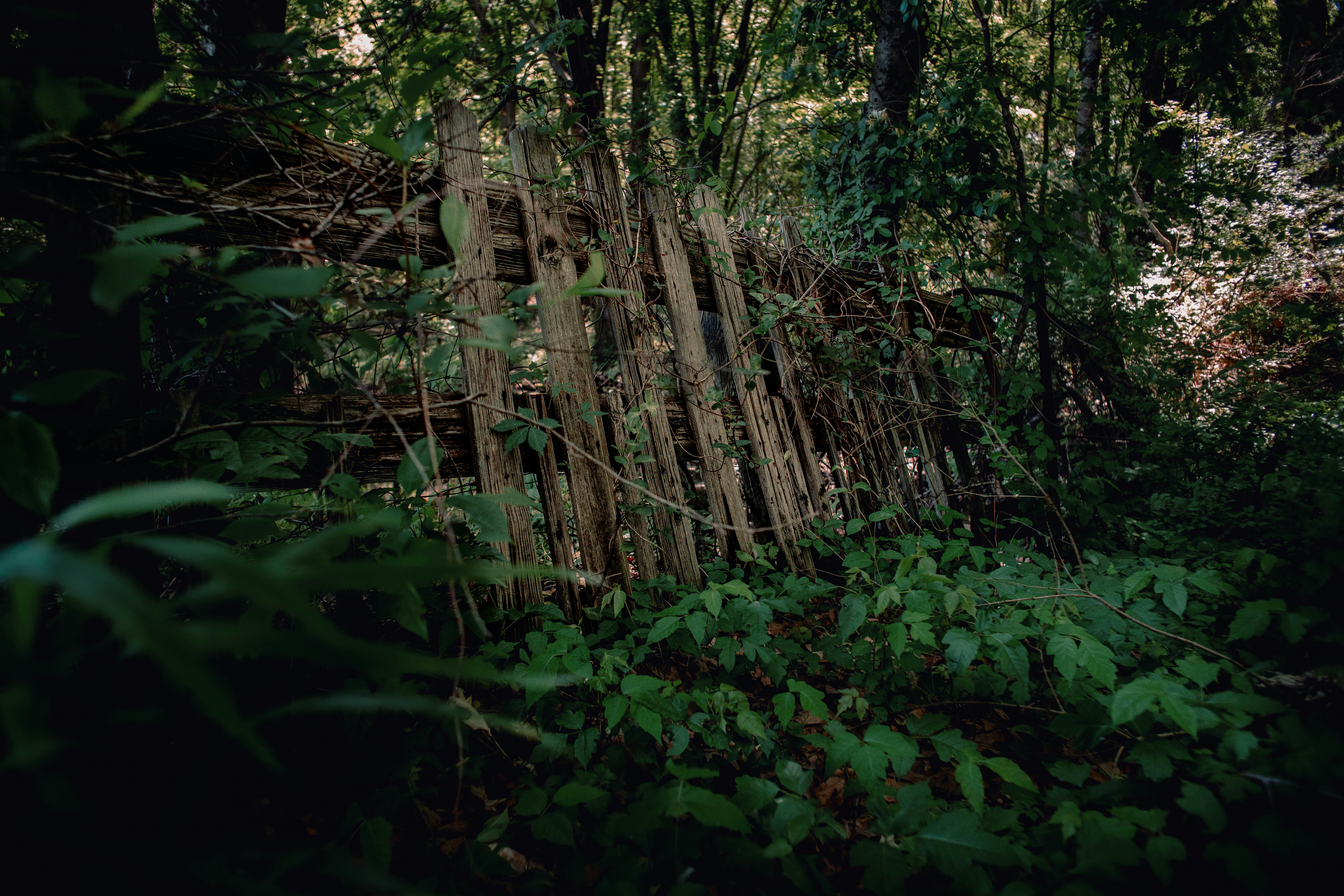 green plants and trees during daytime