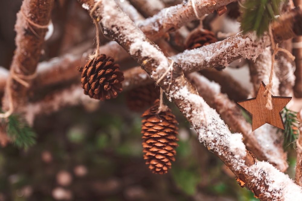 brown pine cone on brown tree branch