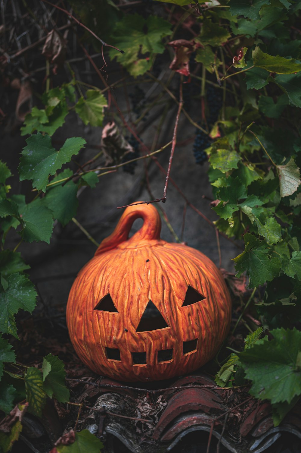 jack o lantern on green plant